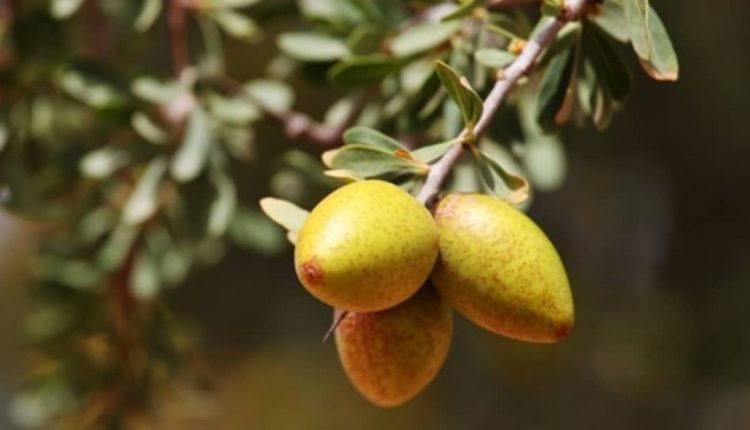 خواص روغن آرگان