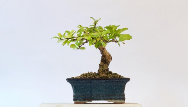 گیاه بونسای