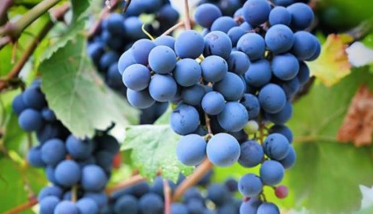 ترشی انگور شانی