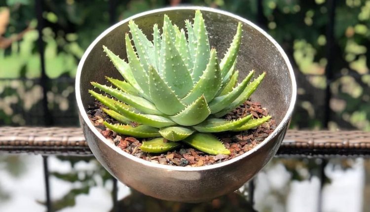 گیاه آلوئه ورا