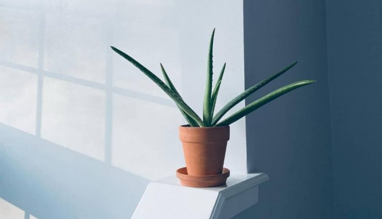 گیاه آلوئه ورا