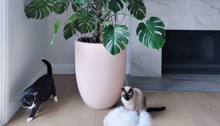 گیاه مونسترا 