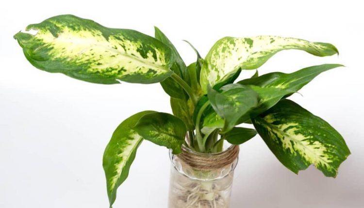 گیاه دیفن باخیا