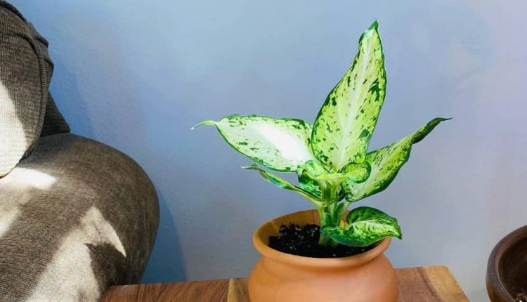 گیاه دیفن باخیا