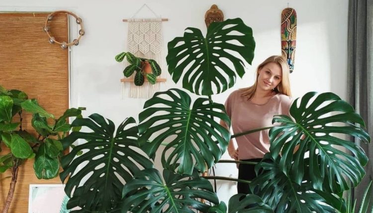 گیاه انجیری