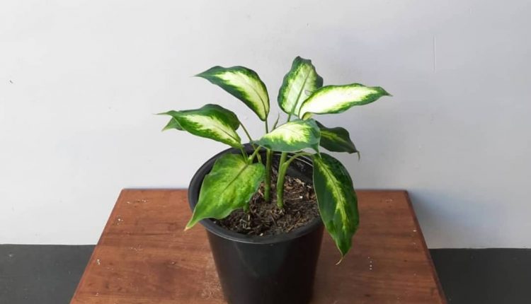 گیاه دیفن باخیا