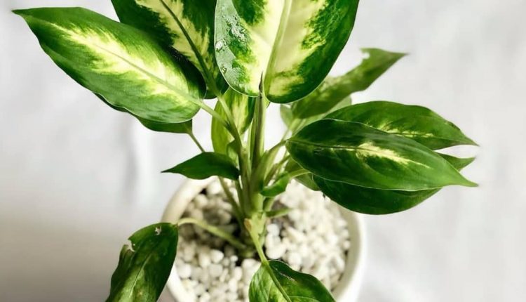 گیاه دیفن باخیا