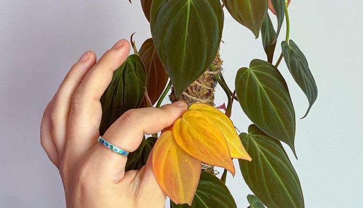 دلیل زرد شدن برگ گیاهان