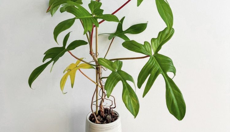 دلیل زرد شدن برگ گیاهان