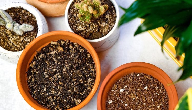 فواید زغال برای گل و گیاه