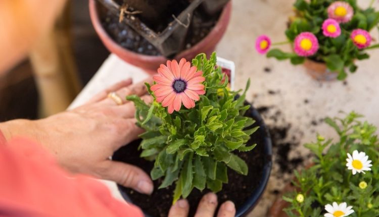 هزارپا در گلدان