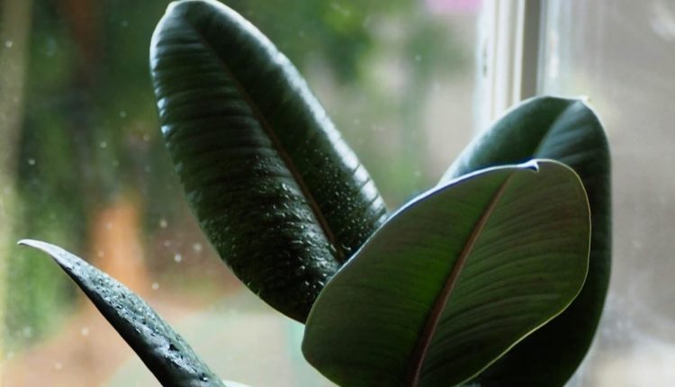 پهن شدن برگ گیاهان