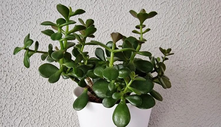 علت ریزش و زرد شدن برگ های گیاه کراسولا خرفه ای