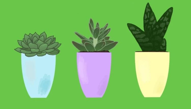 دلایل شوره زدن خاک گلدان