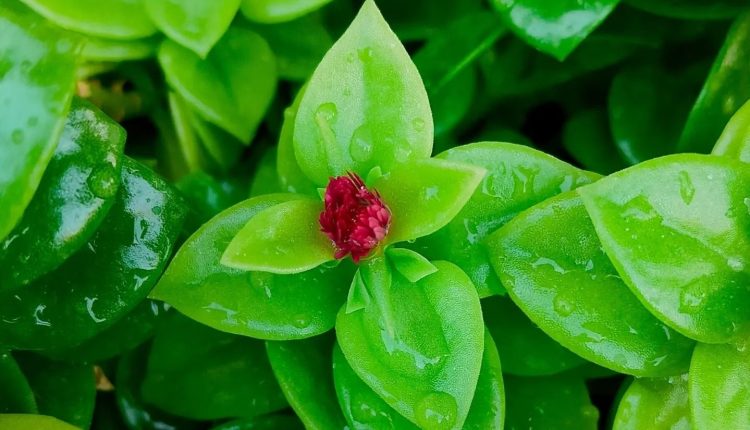 نگهداری از گیاه ناز یخی