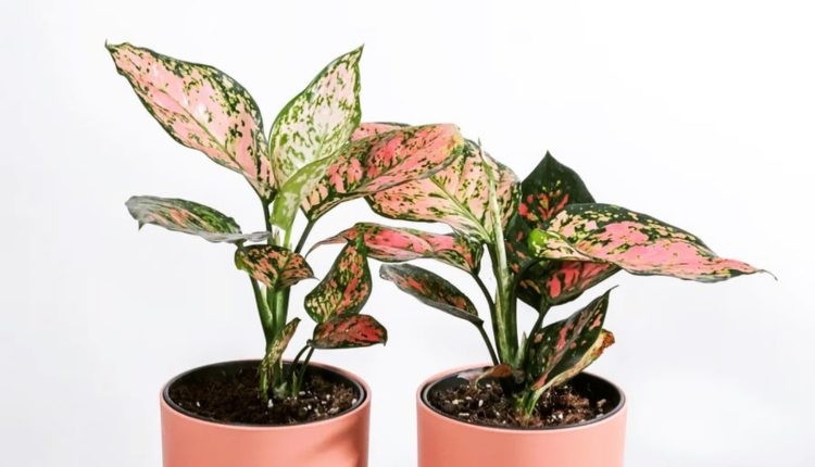 گیاه آگلونما